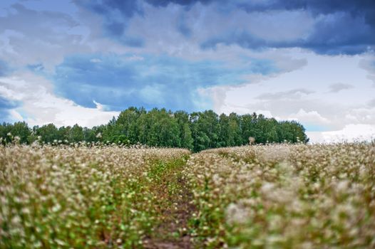 Buckwheat field with road, summer scene