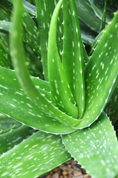 Medicinal plant aloe Vera, detail centre herbage