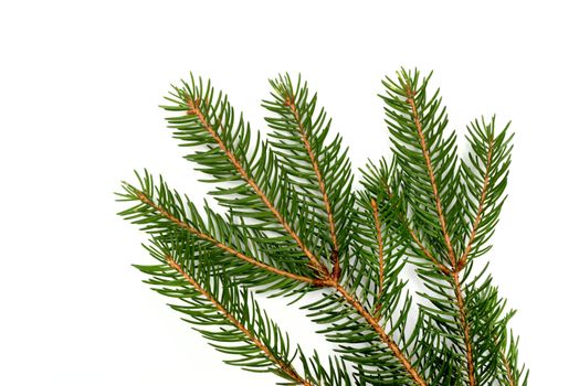 Fir branch isolated on white background