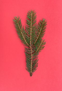 Fir branch isolated on a red background