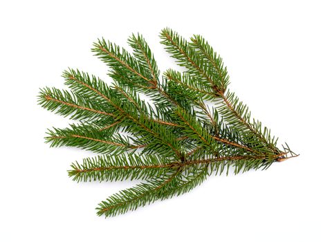 Fir branch isolated on white background