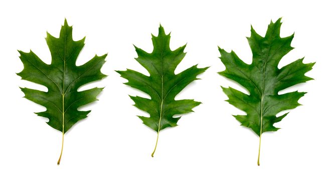 three oak tree leaves isolated on white