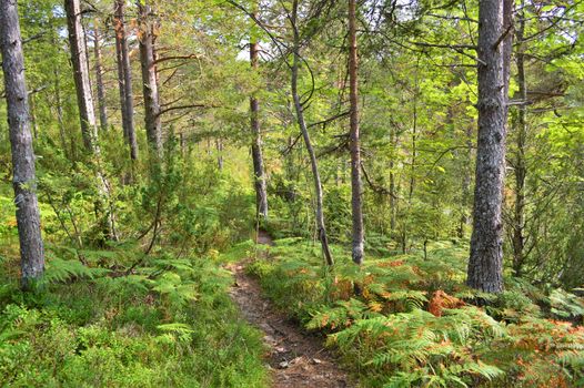 A woodland trail on Norway's west coast, close to the town of Molde.