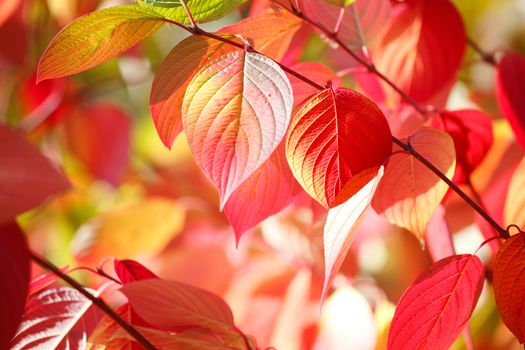 Tree branch with beautiful red autumn leaves