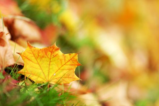 Beautiful colorful autumn maple leaves on ground, close-up