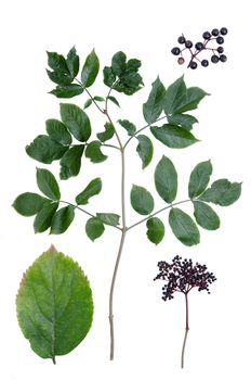 Sambucus nigra leaves and berries isolated on white background.