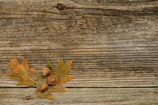 Oak leaves and acorns on a weathered barnboard background.