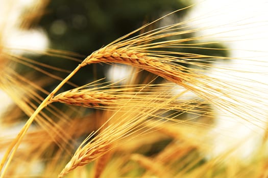 Golden Ears On The Summer Field Before Harvest