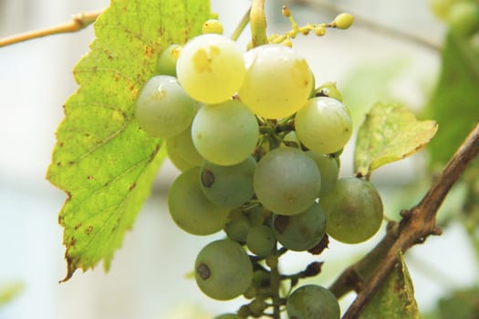 Bunch Of White Grape In The Vineyard