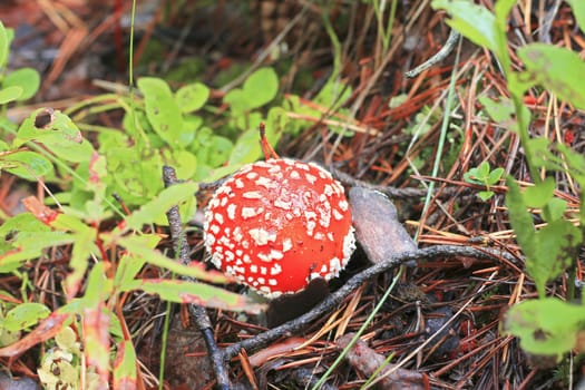 Red toadstool mushroom growing in autumnal forest