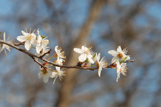 White flowers blossoming on the branch of wild tree