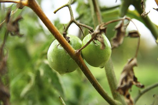 Bush of green tomato in the garden