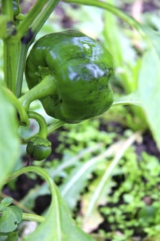 Green Sweet Pepper Growing On The Bed