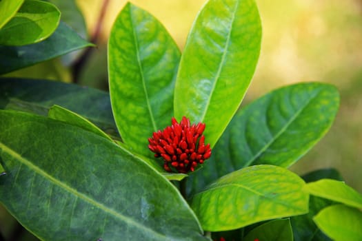 Exotic pink flower blooming on the branch of bush