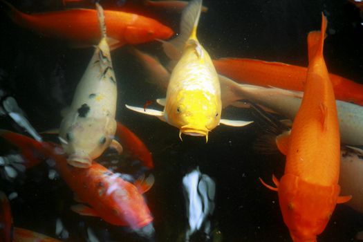 Tropical Exotic Fish underwater. A China travel