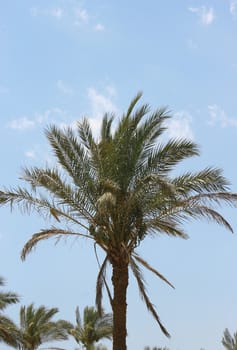 Palm tree against blue sky. Tropical nature