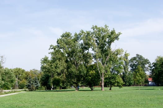 In the park there are trees planted in the lawn.