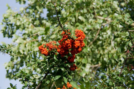 The fire thorn (Pyracantha coccinea) yields the park ornament.