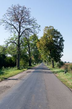 Avenue flanked at both sides of the road.