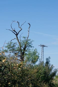 And a transmission line transformer above the forest