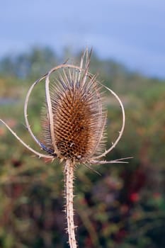 The dipsacus laciniatus roadside ditches, fallow plants.