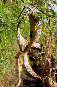 From the Honey locust (Gleditsia triacanthos) edible fruits.