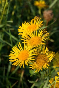 The yellow daisy (Argyranthemum frutescens) beautiful autumn flower.