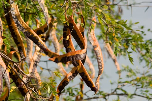 From the Honey locust (Gleditsia triacanthos) edible fruits.