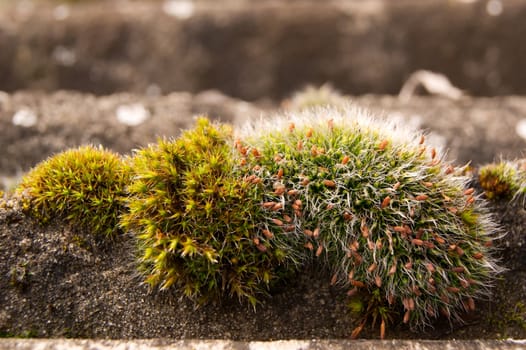 The flowering moss on the bottom of the forest.