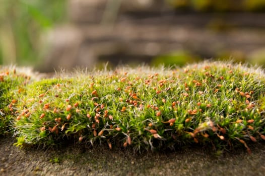 The flowering moss on the bottom of the forest.