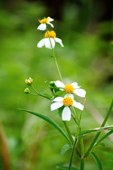 blooming white color wild flowers on blurred background