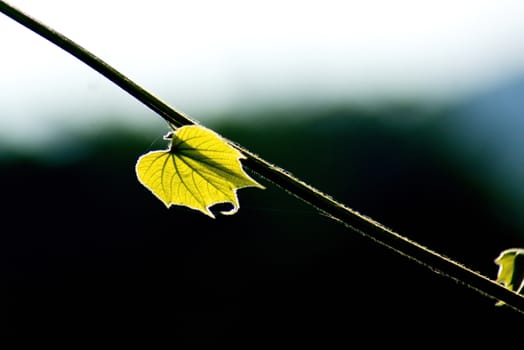 Fresh green leaf and vine on blur background, with rimlight in photo.