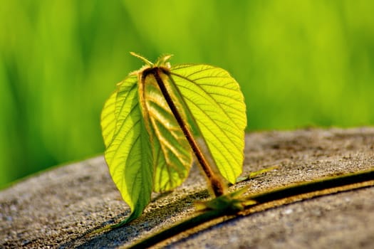 Fresh green leaf and vine on blur background, with rimlight in photo.