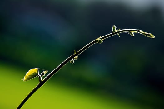 Fresh green leaf and vine on blur background, with rimlight in photo.