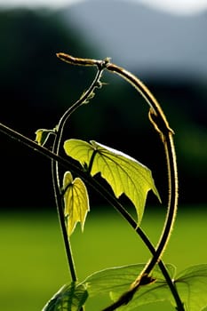 Fresh green leaf and vine on blur background, with rimlight in photo.