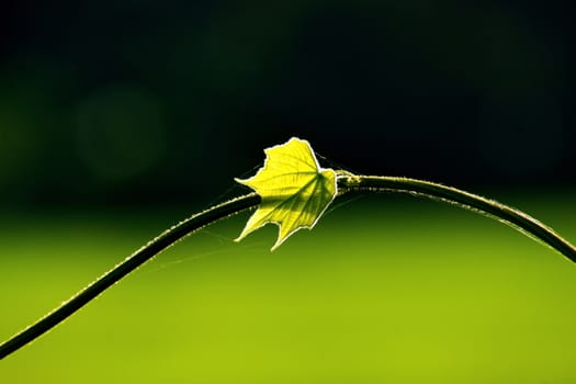 Fresh green leaf and vine on blur background, with rimlight in photo.