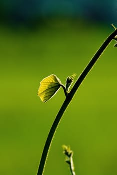 Fresh green leaf and vine on blur background, with rimlight in photo.