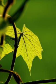 Fresh green leaf and vine on blur background, with rimlight in photo.