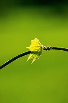 Fresh green leaf and vine on blur background, with rimlight in photo.