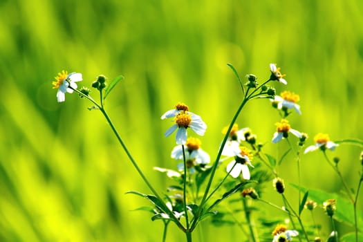 blooming white color wild flowers on blurred background