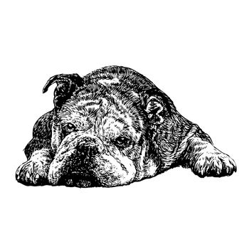 Image of bulldog hand drawn vector