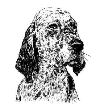 Image of English setter hand drawn vector