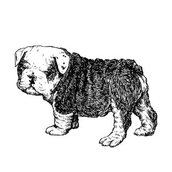 Image of bulldog puppy hand drawn vector