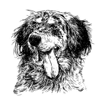 Image of English setter hand drawn vector