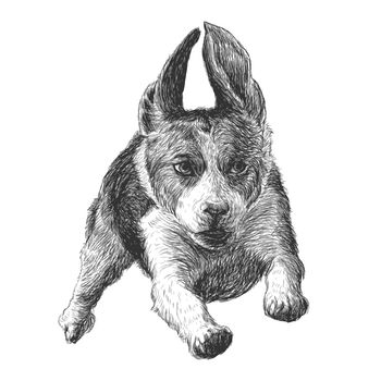 Image of running beagle hand drawn vector
