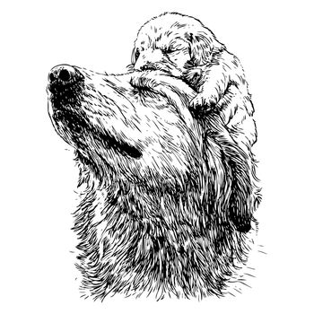 Labrador retriever and puppy on head hand drawn vector