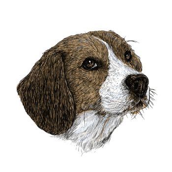 Image of beagle hand drawn vector