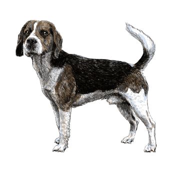 Image of beagle hand drawn vector