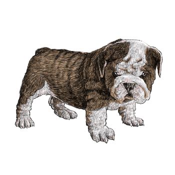 Image of bulldog hand drawn vector
