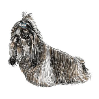 Image of Shih Tzu hand drawn vector